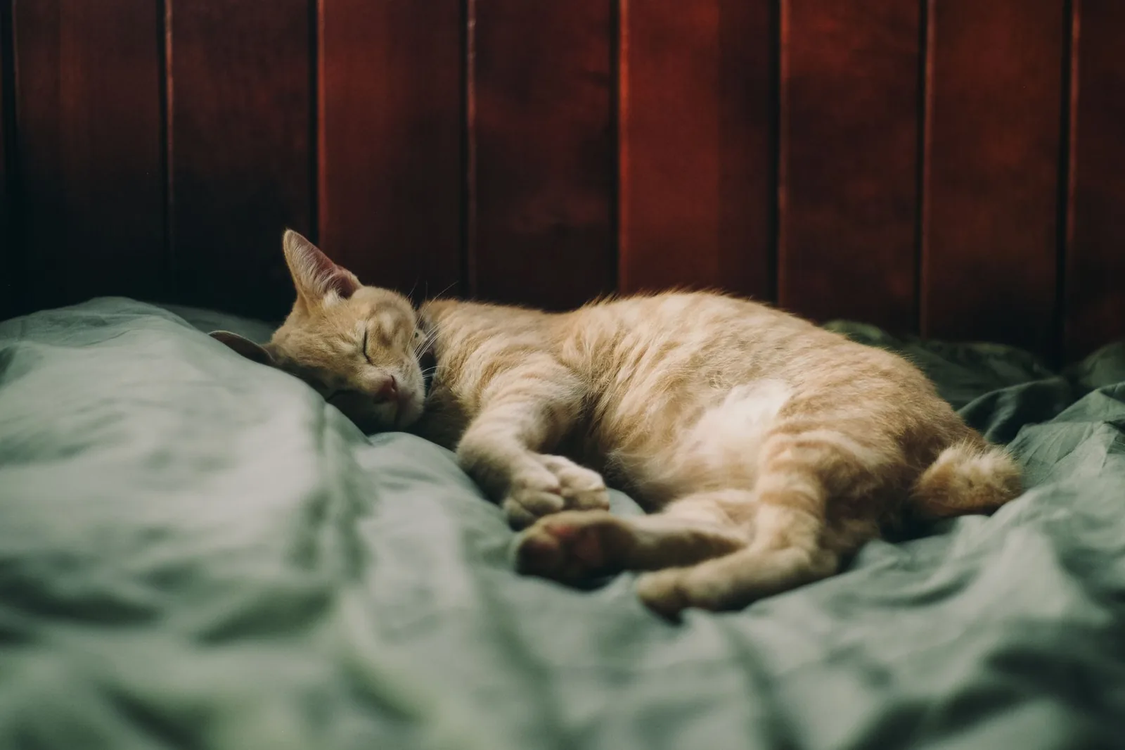 Ginger cat asleep on a bed